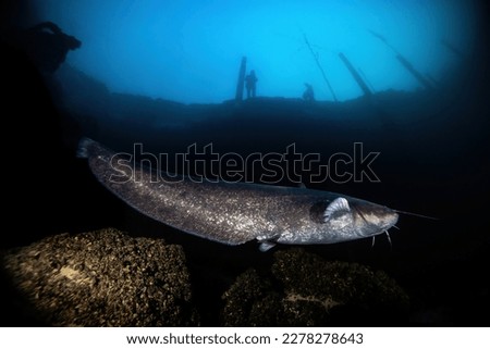Fishermen are looking at a catfish underwater. Royalty-Free Stock Photo #2278278643