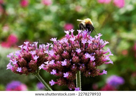 A bee on a purple patagonian verbena flower Royalty-Free Stock Photo #2278278933