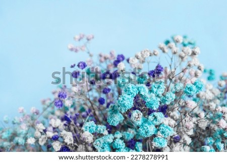 Bouquet of blue and white baby's breath flowers closeup on blue background Royalty-Free Stock Photo #2278278991