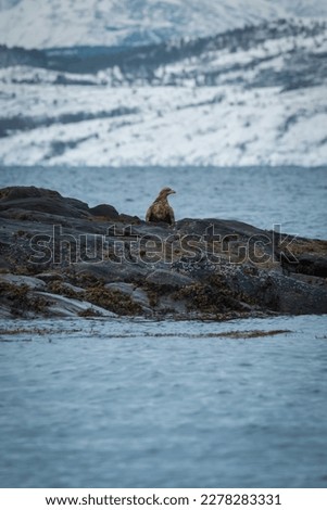 Eagle Eagles Norway Northern Bird Photography