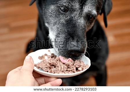 dog eating canned meat from a saucer Royalty-Free Stock Photo #2278293103