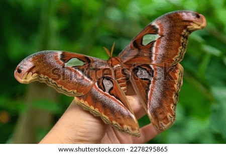 The largest butterfly in nature. Coscinocera hercules. Summer. Royalty-Free Stock Photo #2278295865