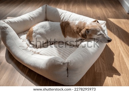 Sleeping elderly dog Jack Russell terrier. Sunny day siesta rest sleeping. Enjoying comfortable white dog bed indoor. Resting Jack Russell terrier. Adorable portrait of resting pet  Royalty-Free Stock Photo #2278295973