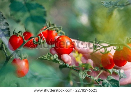 woman hand picking ripe red tomato in greenhouses farming Royalty-Free Stock Photo #2278296523
