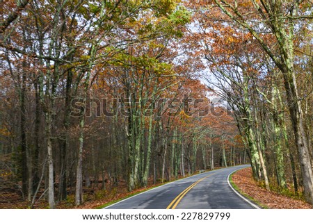 Asphalt road with autumn foliage - Shenandoah National Park, Virginia United States 