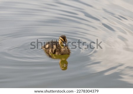 A flock of little ducklings swim under the supervision of a large duck along the pond. Photo of wild nature. Royalty-Free Stock Photo #2278304379