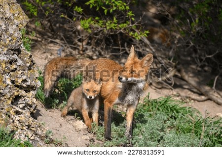 Red fox Vulpes vulpes in the wild. Fox with cub. Close up.