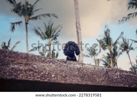 Cute black curly doggie in tropical paradise. Dog walk among palm trees in a beautiful grove in the evening. Summer time with best friend. Film grain pixel texture. Soft focus. Blur.