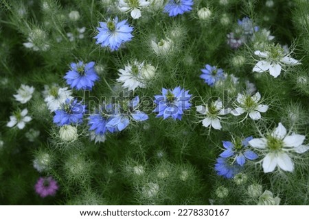 Nigella. Nigella flowers. Colourful flowers with some greenery. Blue and white flowers.