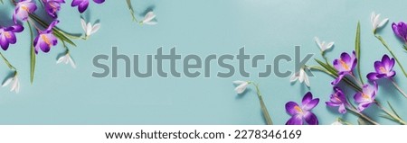 Wide floral banner with purple crocus on a blue background. Top view, flat lay. Beautiful postcard with a place for a congratulatory text. Corner flower arrangement. Spring flowers Royalty-Free Stock Photo #2278346169