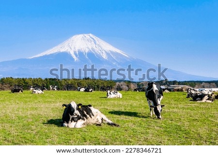 Cow and Mount Fuji from Asagiri plateau, Fujinomiya city, Shizuoka prefecture, Japan Royalty-Free Stock Photo #2278346721
