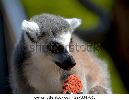 The cute and funny ring-tailed lemur. Stock photo.