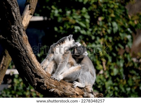 The cute and funny ring-tailed lemur. Stock photo.