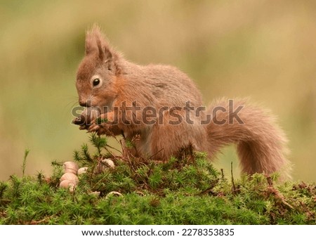 Endangered red squirrel native to Scotland eating nuts on moss facing left in autumn landscapelayout