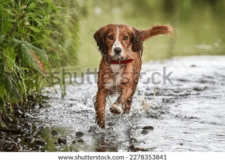 Golden and white working cocker spaniel walking toward camera through the river Wyre in England with wagging tail in summer Royalty-Free Stock Photo #2278353841
