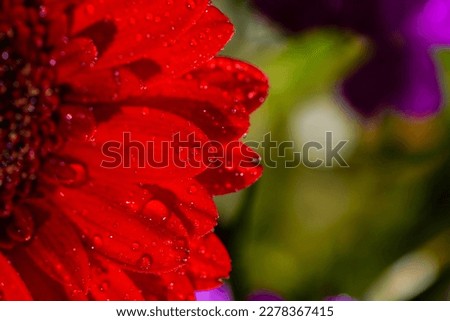 red gerbera flower isolated, flowers background.