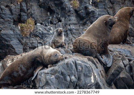 Beautiful family of sea lions with babies in the bay of Ushuaia in the Beagle Channel