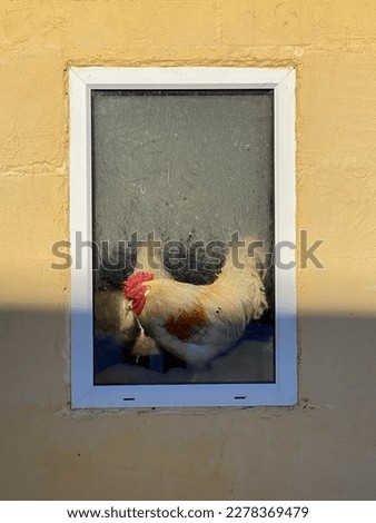 rooster in a chicken coop behind glass.