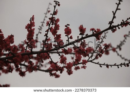 Red magnolia in Korea winter