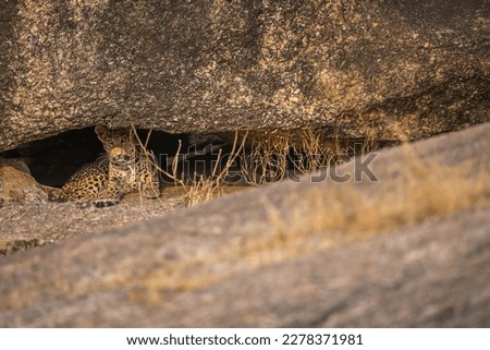 This image of Leopard is taken at Jawai in Rajasthan