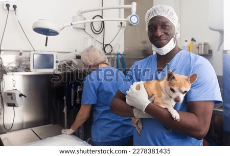Proffesional man veterinarian holding a small dog in a veterinary clinic Royalty-Free Stock Photo #2278381435