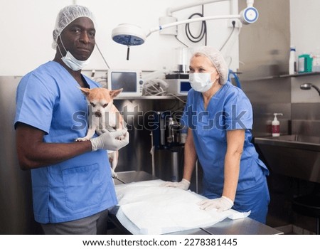 Satisfied surgeon holding a chihuahua dog in his arms after surgery. High quality photo