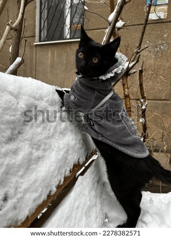 black kitten playing in the snowy garden