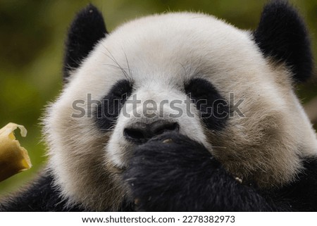 Close up giant panda fluffy face, Panda Valley, China