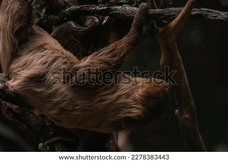Hoffmann's two-toed sloth (Choloepus hoffmanni), also known as the northern two-toed sloth is a species of sloth from Central and South America.