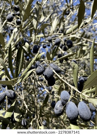 A smartphone photo doing closeup on ripe olives growing up on a tree. Focus is on the central leaves and fruits. Taken in Israel in October. No people.