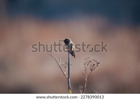 Anna's hummingbird perched on a branch, California