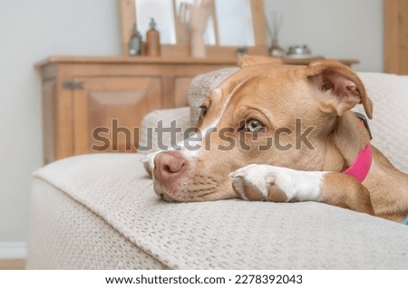 Cute puppy with head between paws and on sofa armrest. Funny side view of puppy dog bored, tired or looking at something. 6 month old, female Boxer Pitbull mix dog, brown or fawn. Selective focus. Royalty-Free Stock Photo #2278392043
