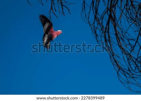 Pink galah landing in the tree