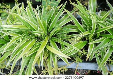 Chlorophytum laxum is a flowering plant species in the genus Chlorophytum, widespread through tropical Africa, Asia, and Australia. In Indonesia is Lili Paris Royalty-Free Stock Photo #2278400697