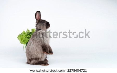 Lovely healthy rabbit bunny standing on legs with green leaves vegetables looking copy space over isolated white background. Cuddly brown black bunny rabbit standing on paw with fresh organic vegan.