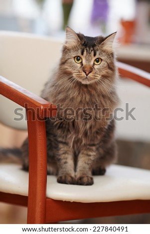The striped fluffy cat sits on a chair. Striped not purebred kitten. Small predator. Small cat.