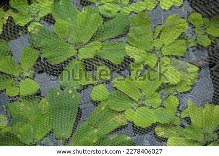 Stock photos of plants in the village