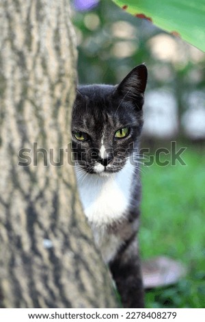 A black and white color cat standing and looking behind tree trunk in garden 