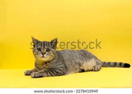 Beautiful small scottish straight kitten sitting on yellow background