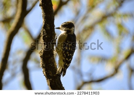 Hairy Woodpecker (Dryobates villosus) along Orchard Trail at Rouge National Urban Park during Summer