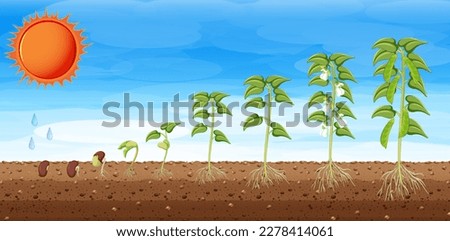 Growth stages of a plant illustration
