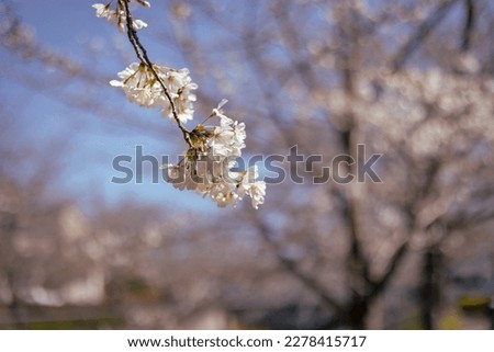 Cherry blossom in full bloom. cherry flowers in small clusters on a cherry tree branch.