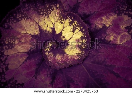 Natural background of leaf vein with purple gold color effect, spiral, and vignetted for the dark backdrop and text design. Mystic concept. Pattern leaves.