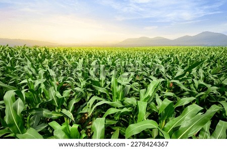 Panoramic view of young corn field plantation growing up. Royalty-Free Stock Photo #2278424367