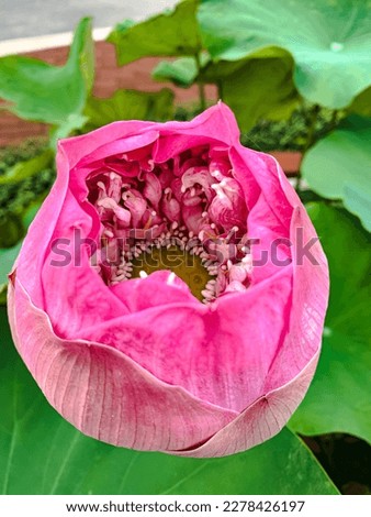 Picture of violet-pink lotus buds The background is filled with stunning, bright green leaves.