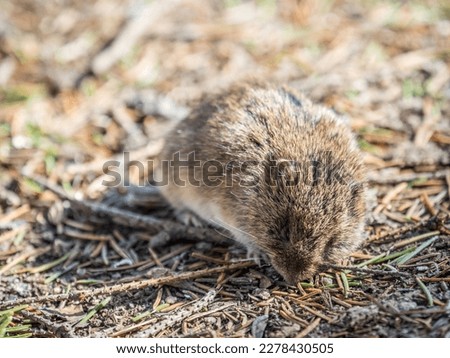 A closeup of a Common vole on the ground with a blurry background. Common Vole, Microtus arvalis, in its natural habitat
