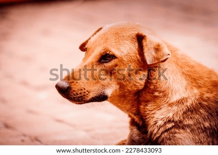  Cute dog outdoor pictures. The dog (Canis familiaris or Canis lupus familiaris) is a domesticated descendant of the wolf. 