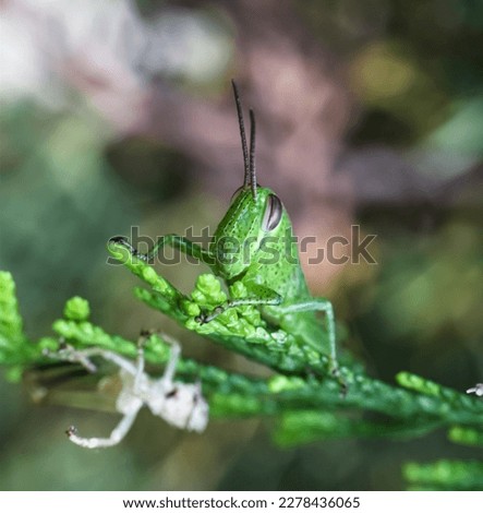 Macro photo of a grasshopper perched on a pine needle, selective focus, isolated picture, bokeh background dan foreground 