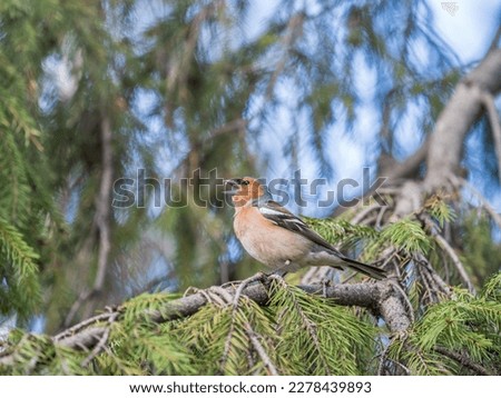 Common chaffinch sits on a branch in spring on green background. Beautiful songbird Common chaffinch in wildlife. The common chaffinch or simply the chaffinch, latin name Fringilla coelebs. Royalty-Free Stock Photo #2278439893