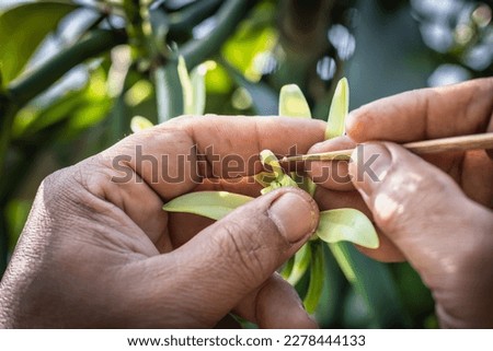 Mixing Vanilla Pollen. Helping to mix vanilla pollen by hand.Vanilla flower. Royalty-Free Stock Photo #2278444133